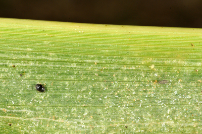 There are many natural enemies of spider mites, pictured here is a spider mite destroyer (tiny lady beetle) adult and larva