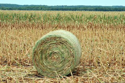 Round bale of drought damaged corn