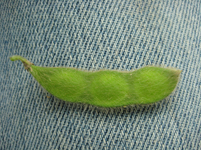 Figure 1. Soybean at R5 (first seed). Seeds are 1/8 inch long in one of the pods at the top 4 nodes.