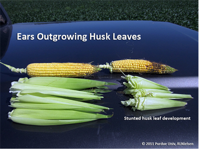 Ears outgrowing husk leaves