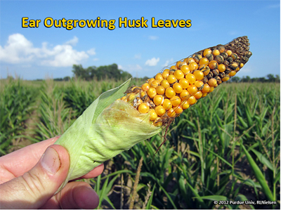 ear outgrowing husk leaves