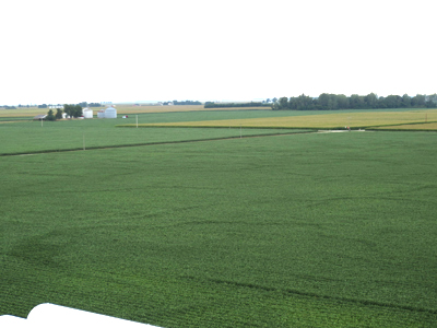 Figure 1. Veins of taller soybeans across one field - July 27, 2012