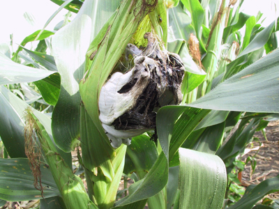 Figure 1. White galls produced by the fungus that causes corn smut. (Photo courtest G. Shaner)