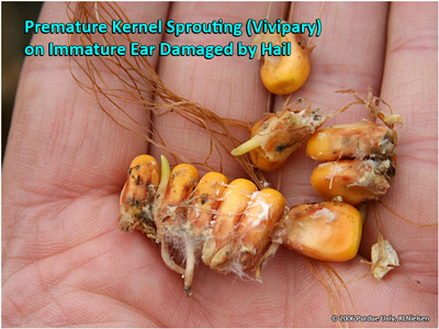 Premature kernel sprouting (Vivipary) on immature ear damaged by hail