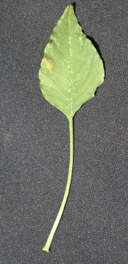 Pic 1. Palmer amaranth leaf with long petiole that is a key identifier of Palmer amaranth plants