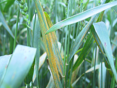 Figure 1. Stripe rust on wheat (picture courtesy Greg Shaner)