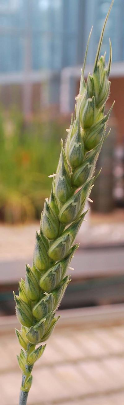 Figure 1. Feekes 10.5.1, or beginning flowering of the wheat plant