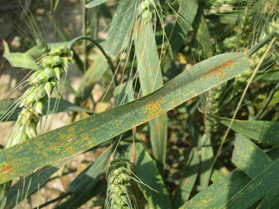 Figure 2. Leaf rust on wheat