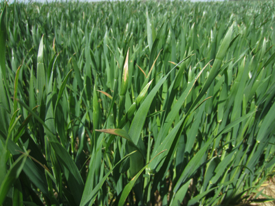 Leaf tip burn due to freezing temperatures in wheat that was jointing.