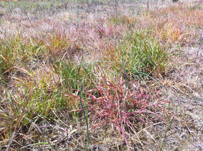 Photo taken 21 days after treatment of 0.75 lb ae/A glyphosate