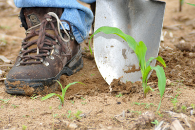 Stunted plants, especially on sandy soils, should have their roots examined