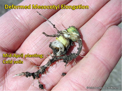 Deformed mesocotyl elongation caused primarily by cold soil temperatures