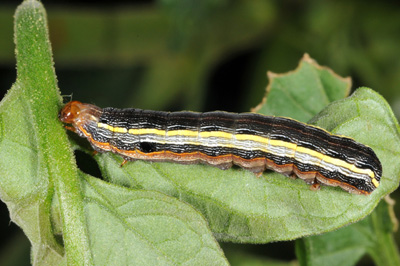 Yellow striped armyworm feeding on tomato foliage