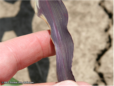 Effects of ponding on young corn plants