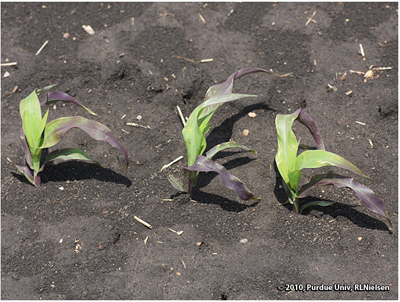 Effects of ponding on young corn plants