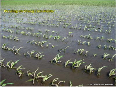 ponding on young corn plants