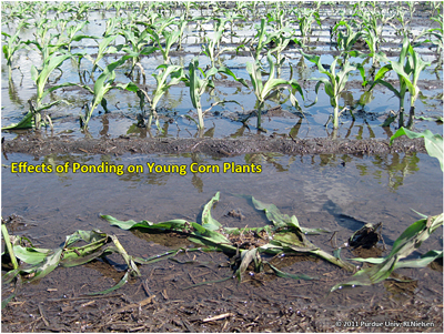 Effects of ponding on young corn plants