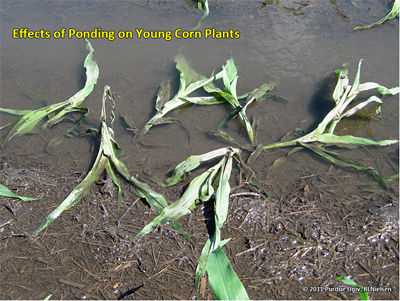 Effects of ponding on young corn plants