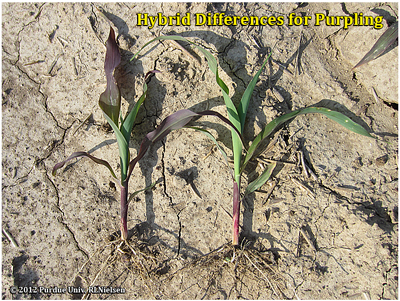 Effects of ponding on young corn plants