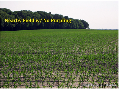 Nearby field w/ no purpling