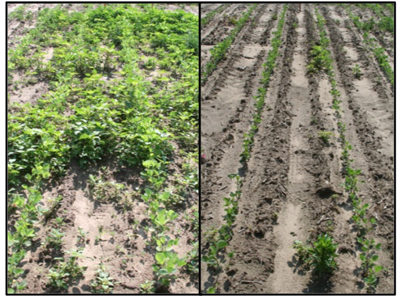 image 1. The left is a photo of a plot not receiving a pre-emerge herbicide and on the right a plot receiving a pre-emerge application containing flumioxazin.