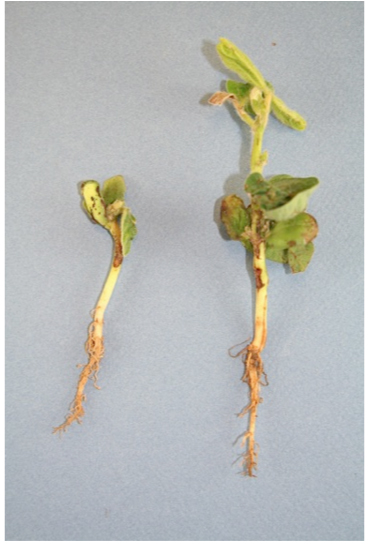 Image 2. Soybean seedlings exhibiting injury from flumioxazin due to slowed metabolism and herbicide splash on the hypocotyl, cotyledons, and unifoliate leaves.