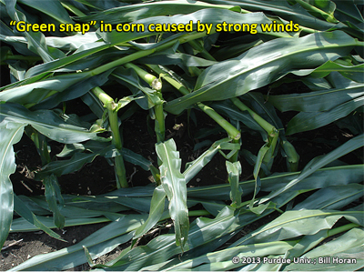 Simple leaning of plants caused by strong winds