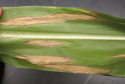 Figure 2. Elliptical lesions characteristic of Northern corn leaf blight