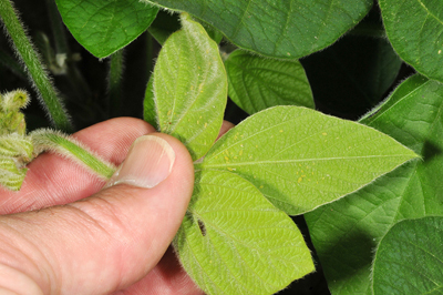 Rootworm damaged roots, a rare find of recent in Indiana corn