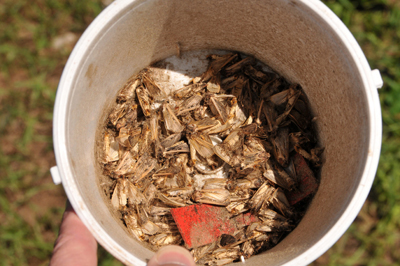 Some trappers have been truly dedicated to count their nightly western bean cutworm catch.