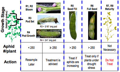 Soybean aphid treatment threshold guide.