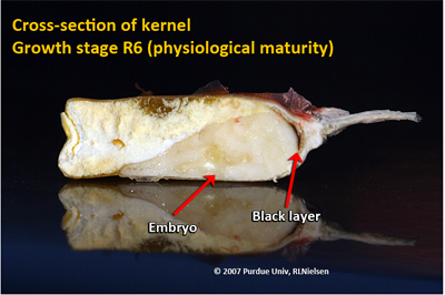 fig 17