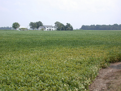 Unpleasant surprise, late-season armyworm damage in 