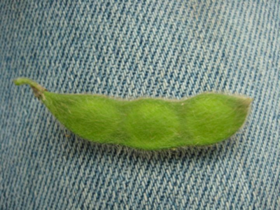 Figure 1. Soybean at R5 (first seed). Seeds are 1/8 inch long in one of the pods at the top 4 nodes.