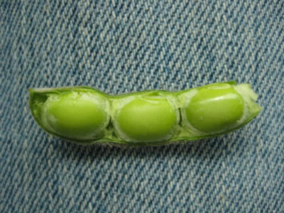 Figure 2. Soybean at R6 (first seed). Seeds filling the pod capacity in one pod at top 4 nodes.