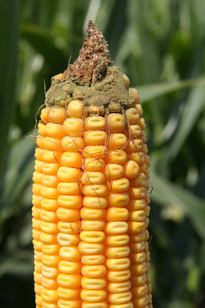 Figure 1. Olive-green dusty mold on ear is indicative of Aspergillus ear rot. 