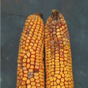 Figure 3. Gry-brown kernels resulting from the fungus that causes Fusarium ear rot (Photo Credit: Charles Woloshuk).