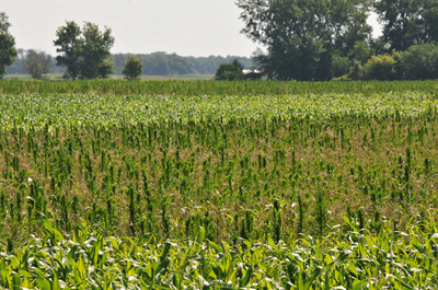 Marestail competition/challenge in a cornfield.