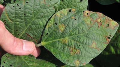 Figure 1. Foliar symptoms of SVNV.