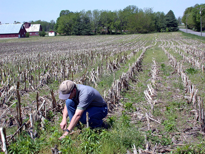 flea beetle winter survival