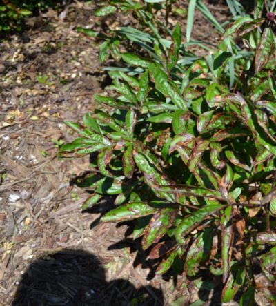 example of wood ornamentals showing the necrotic spotting caused by a PPO-inhibiting contact herbicide such as saflufenacil