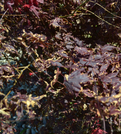 example of wood ornamentals showing the necrotic spotting caused by a PPO-inhibiting contact herbicide such as saflufenacil