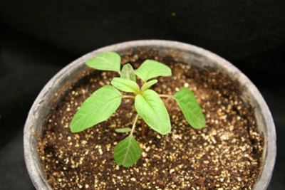 Palmer amaranth seedling with the elongated petioles of the first true leaves.