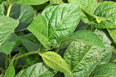 Soybean aphid population buildup on underside of leaf