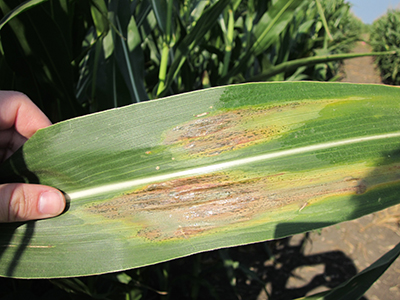Figure 2. Bacterial ooze on leaves is a sign of Goss's wilt