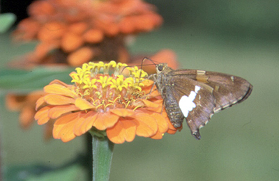 Silver-spotted skipper/></a></p>
<p align=