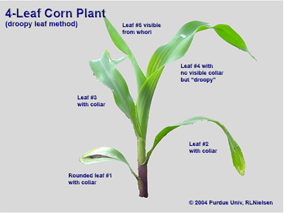 Same plant, but staged as 4-leaf according to the droopy  method