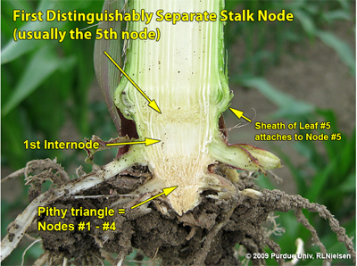 Split stalk illustrating the first distinguishable node above the pithy triangle