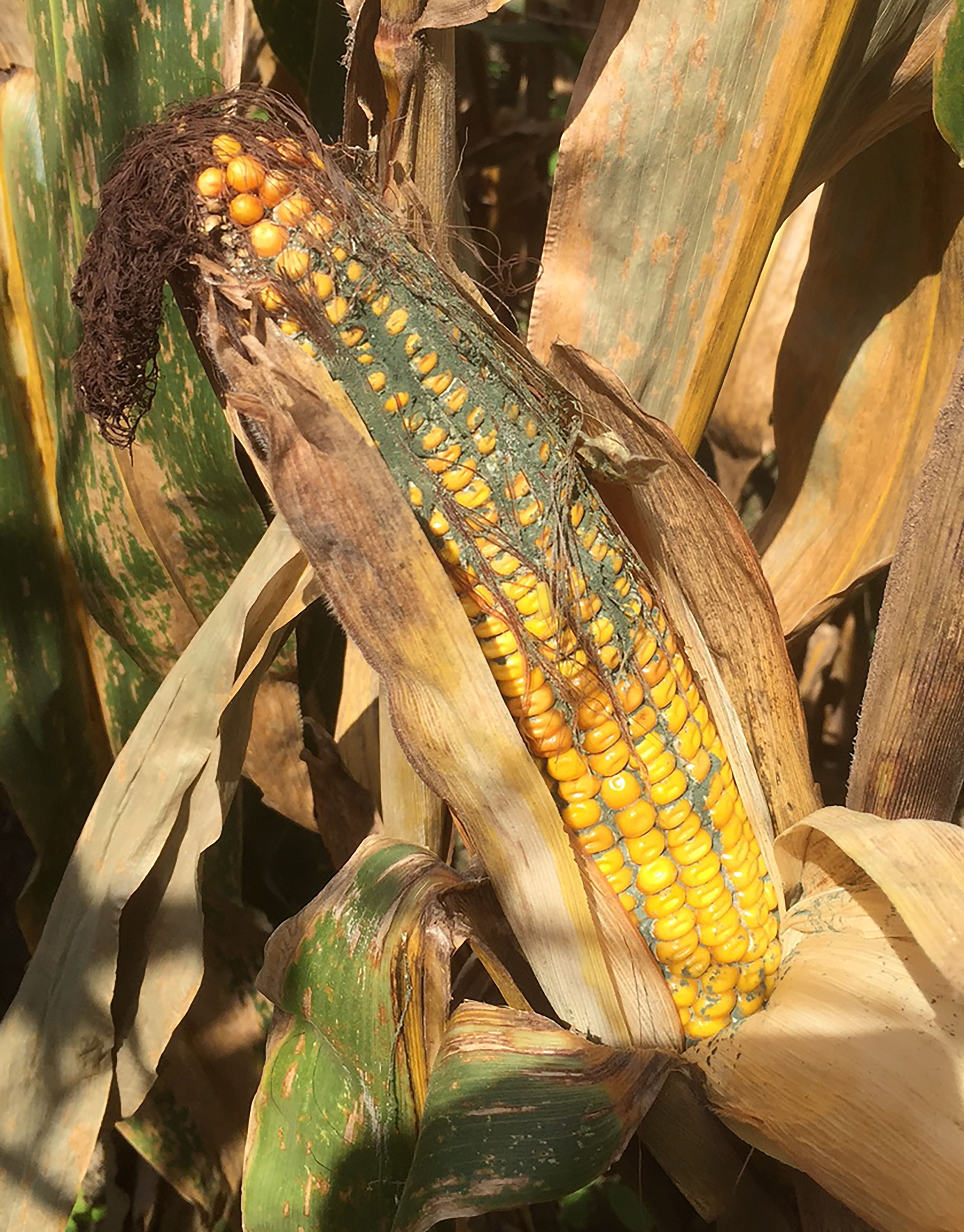 Pest & Crop Newsletter