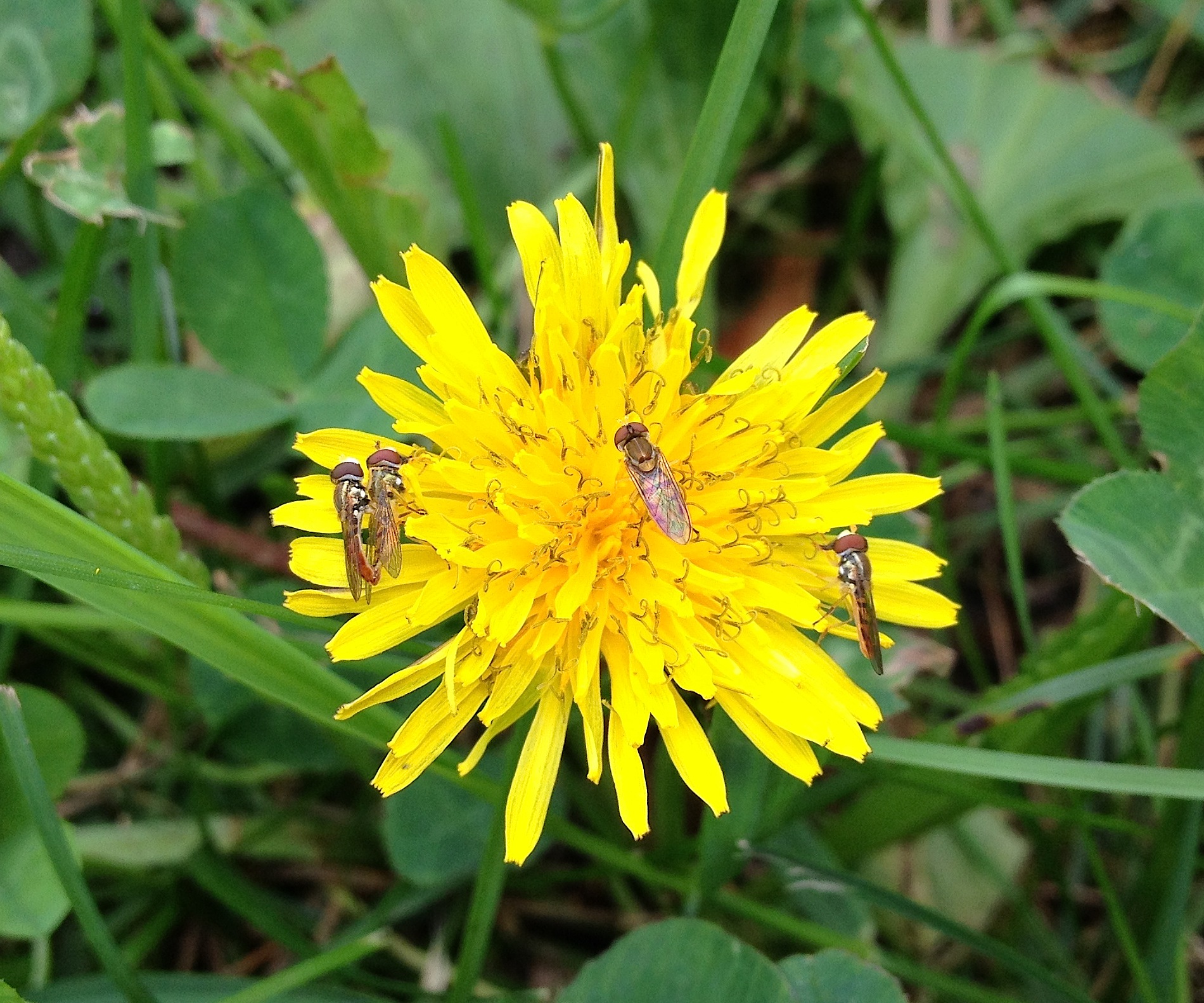 Bee forraging in white clover.